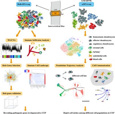 Revealing the Key MSCs Niches and Pathogenic Genes in Influencing CEP Homeostasis: A Conjoint Analysis of Single-Cell and WGCNA